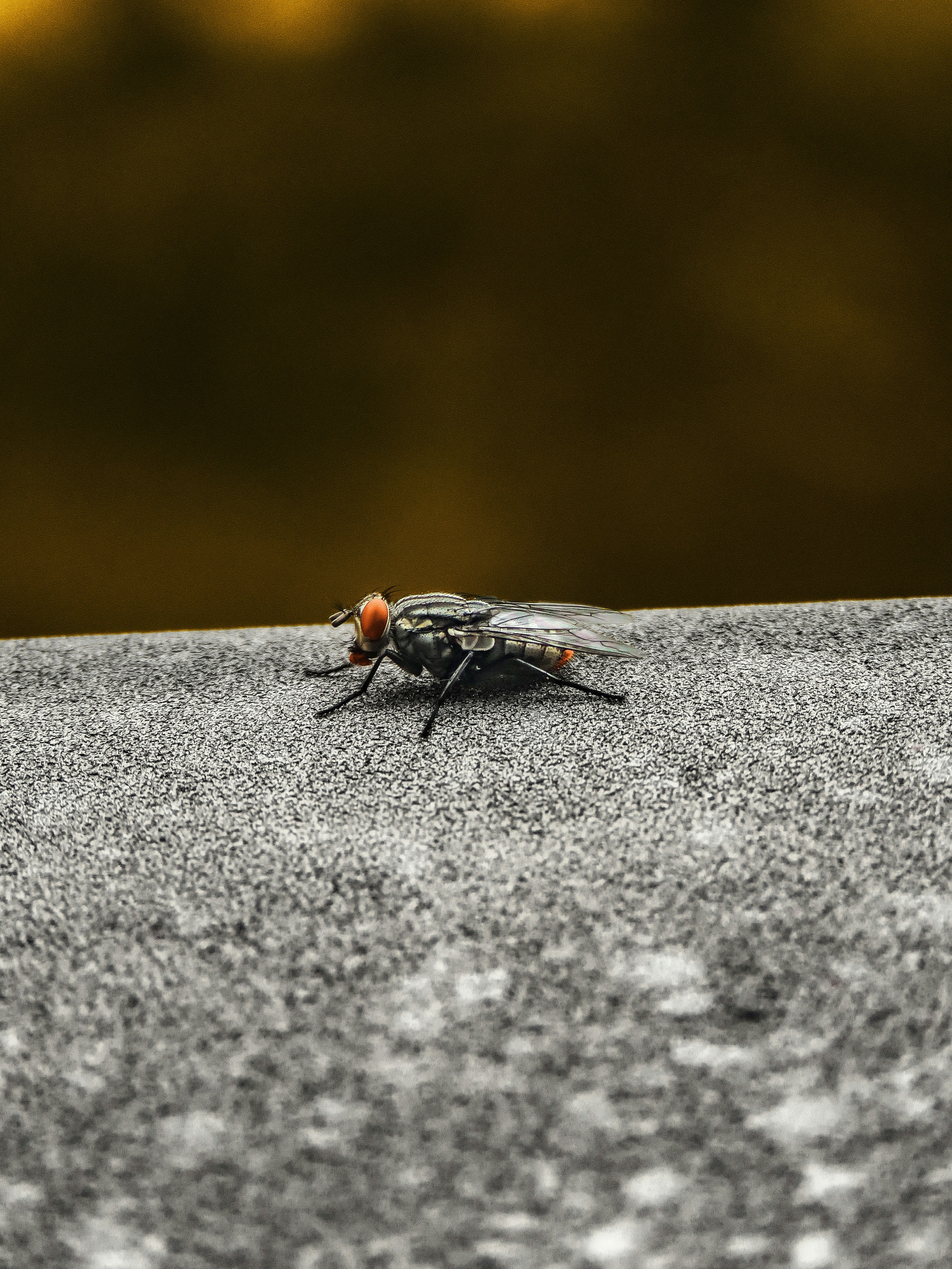 black fly on grey concrete surface in close up photography during daytime