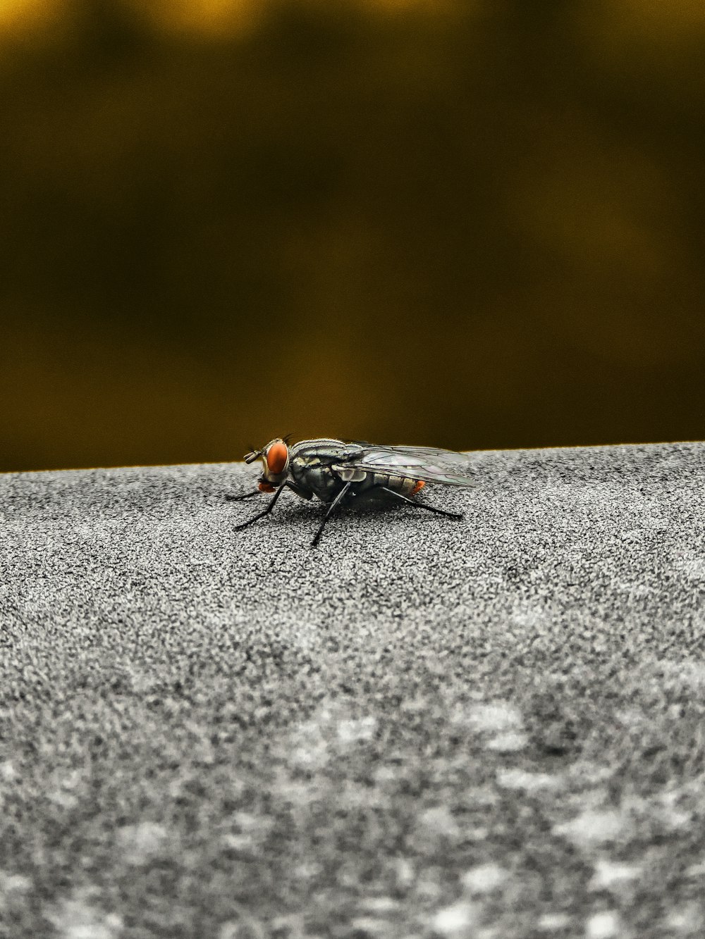 Schwarze Fliege auf grauer Betonoberfläche in Nahaufnahmen tagsüber