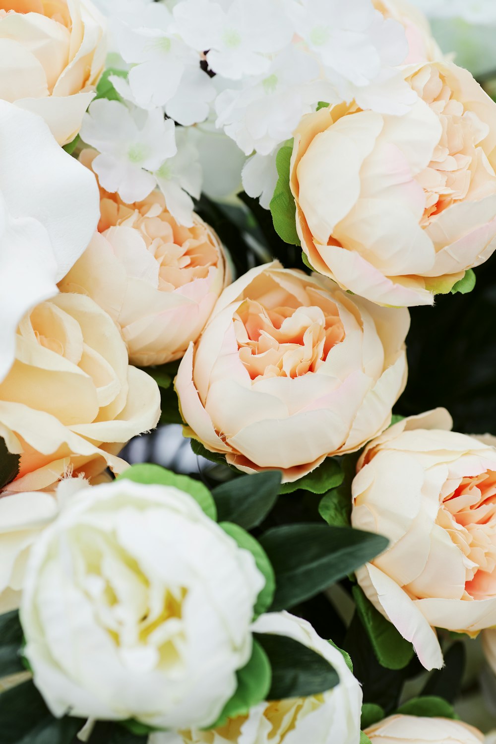 Rosas blancas en fotografía de primer plano