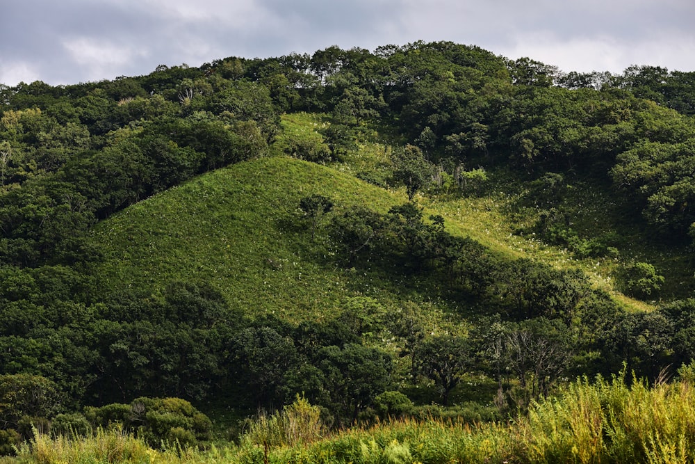 green grass field under cloudy sky during daytime