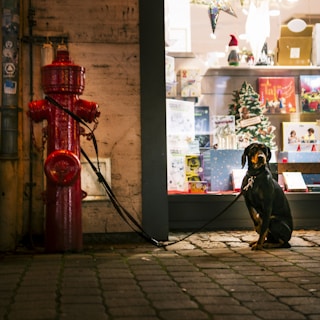 A black and brown dog is sitting on a cobblestone sidewalk, tethered to a red fire hydrant. Nearby, a brightly lit shop window displays Christmas decorations, including a small tree and various festive items. The scene is set during the evening, with artificial lights illuminating the area.