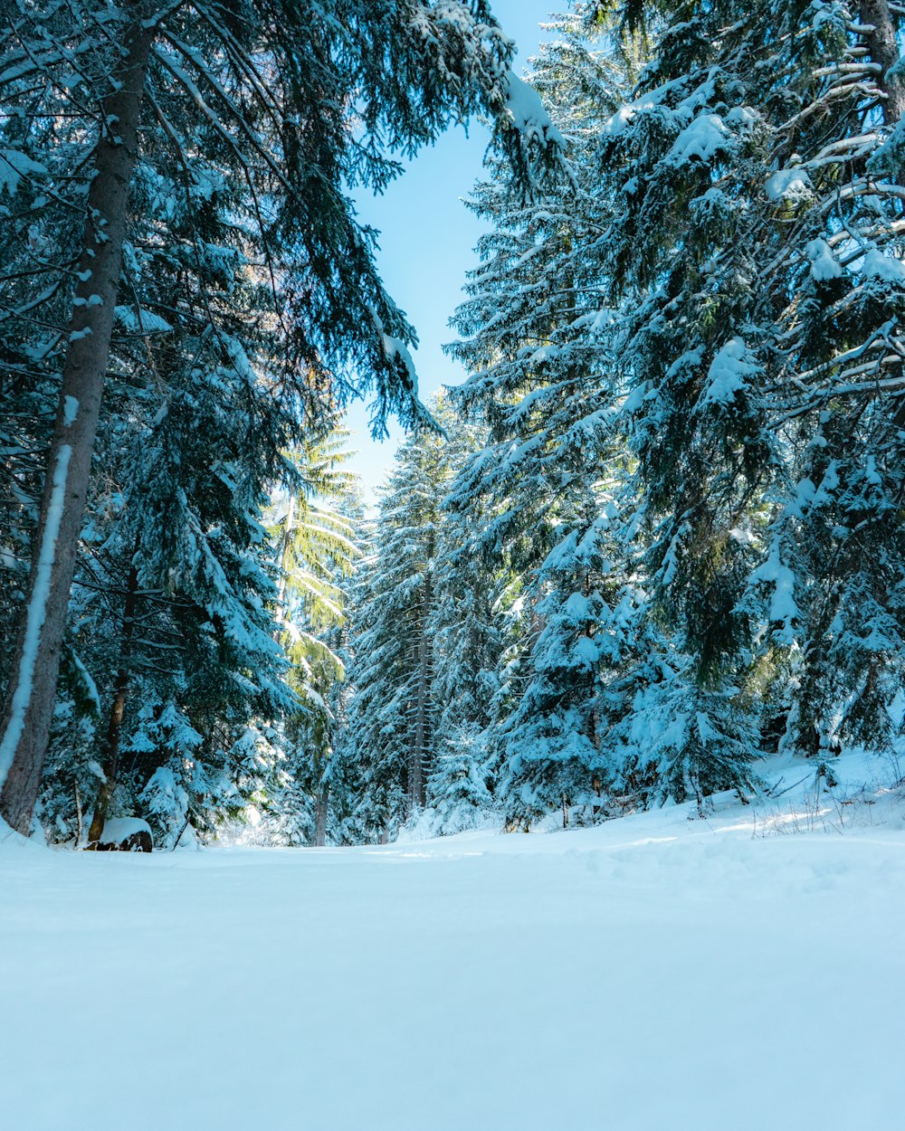 a tree covered in snow