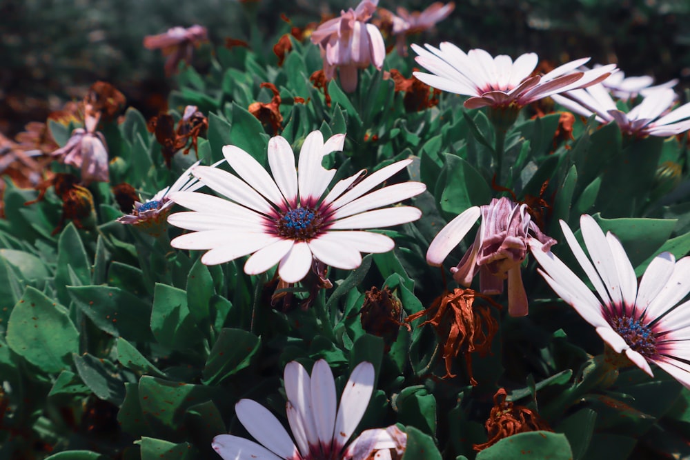 a close up of a flower