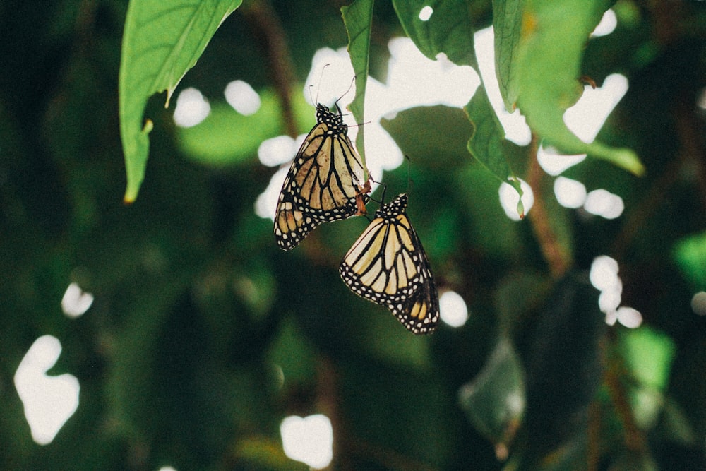 monarch butterfly perched on green leaf in close up photography during daytime