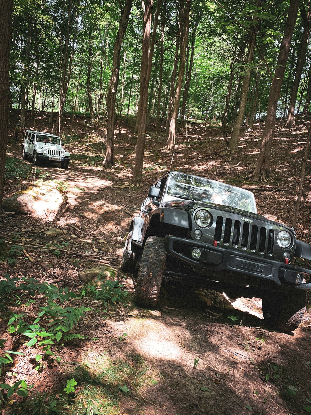 black jeep wrangler on forest during daytime