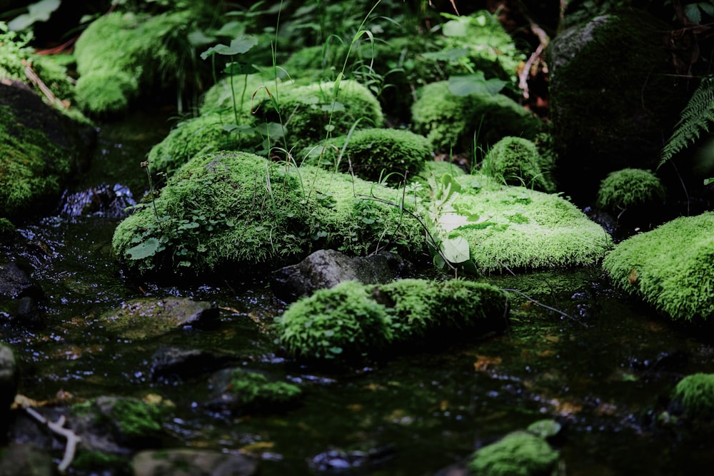 green moss on body of water