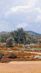 A beautifully landscaped garden with lush greenery and colorful flowers under a clear sky.