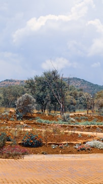 A freshly landscaped garden with trimmed bushes and colorful flowers under a clear sky.