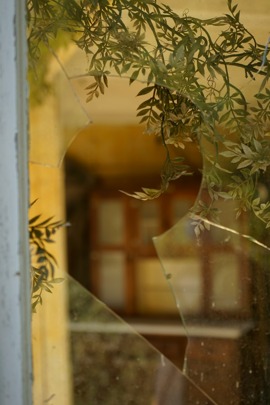 green plant near glass window