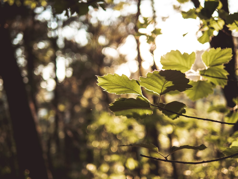 green leaves in tilt shift lens