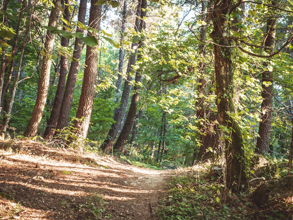 green trees on forest during daytime