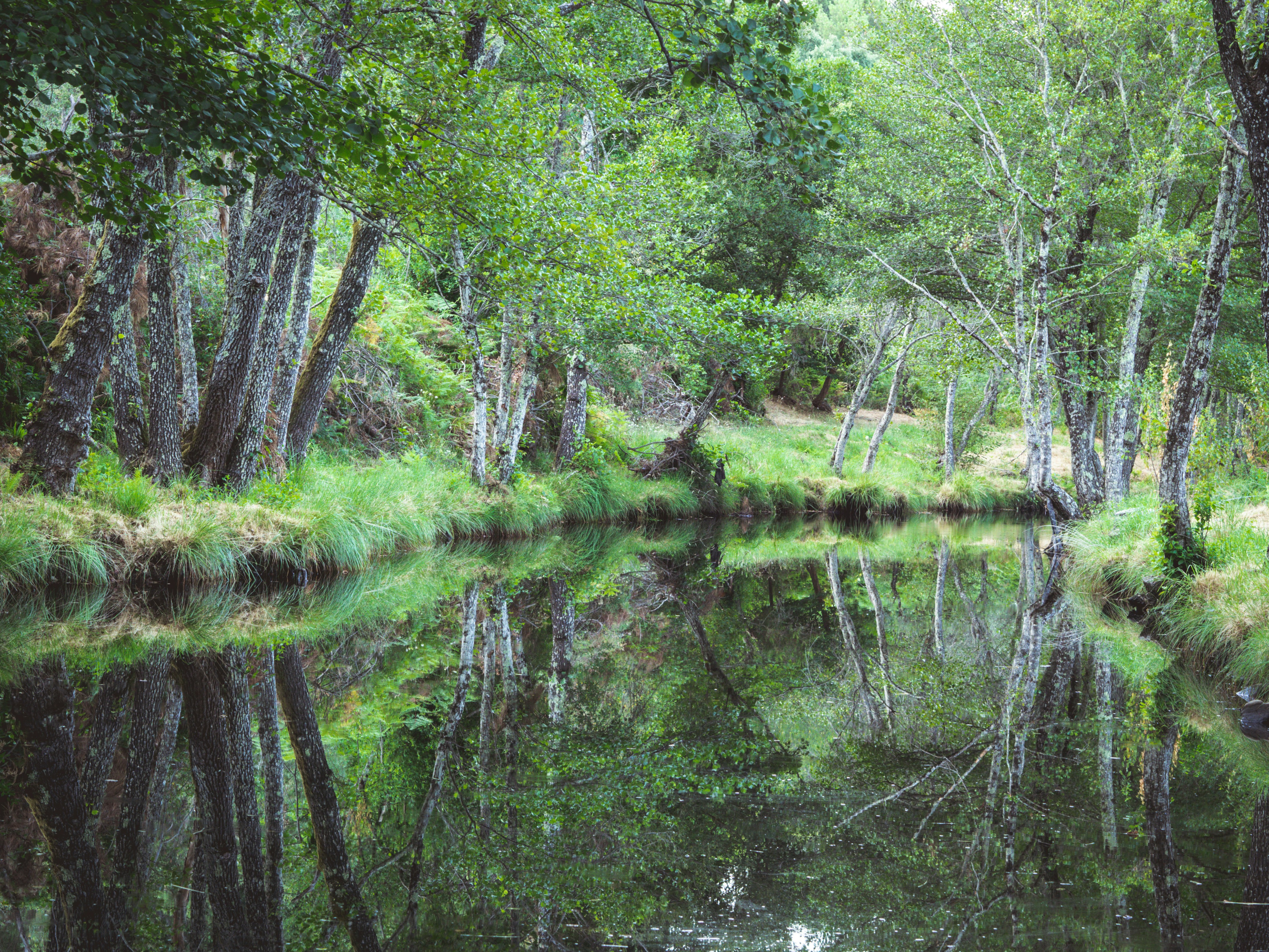 green trees beside a river during the day