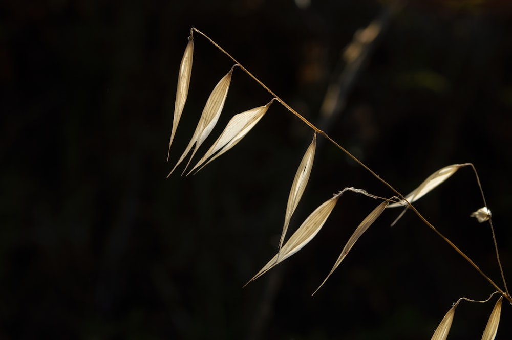 brown leaf in close up photography