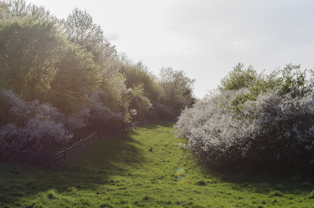 green grass field with trees