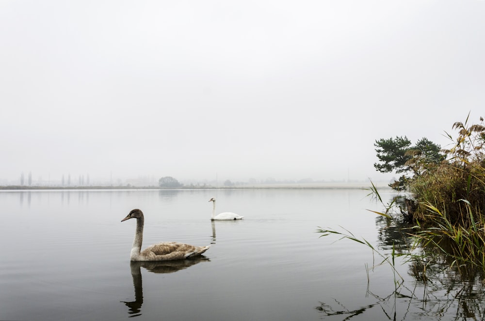 white swan on lake during foggy weather