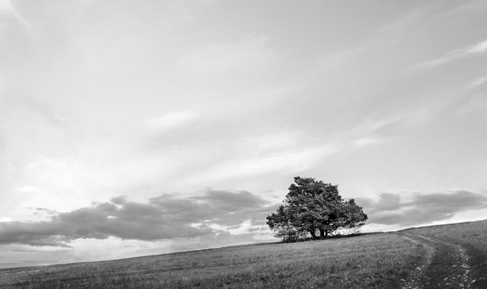grayscale photo of tree on field