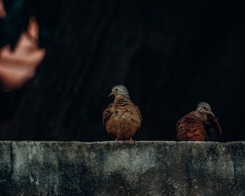 a couple of birds sitting on top of a cement wall