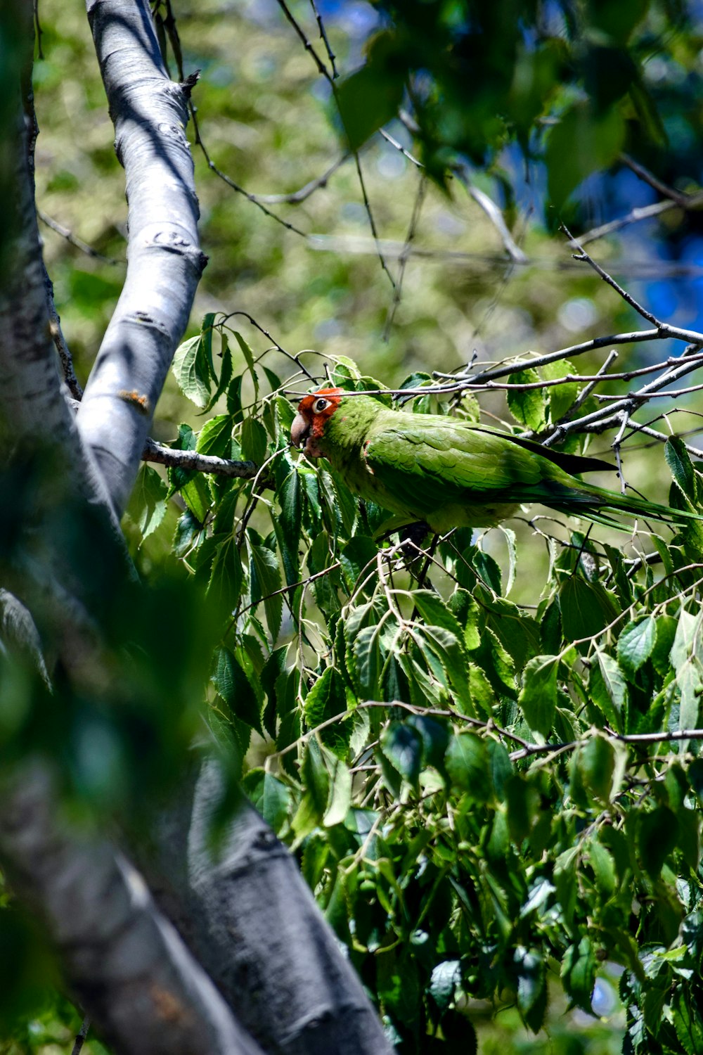 two green birds on tree branch during daytime