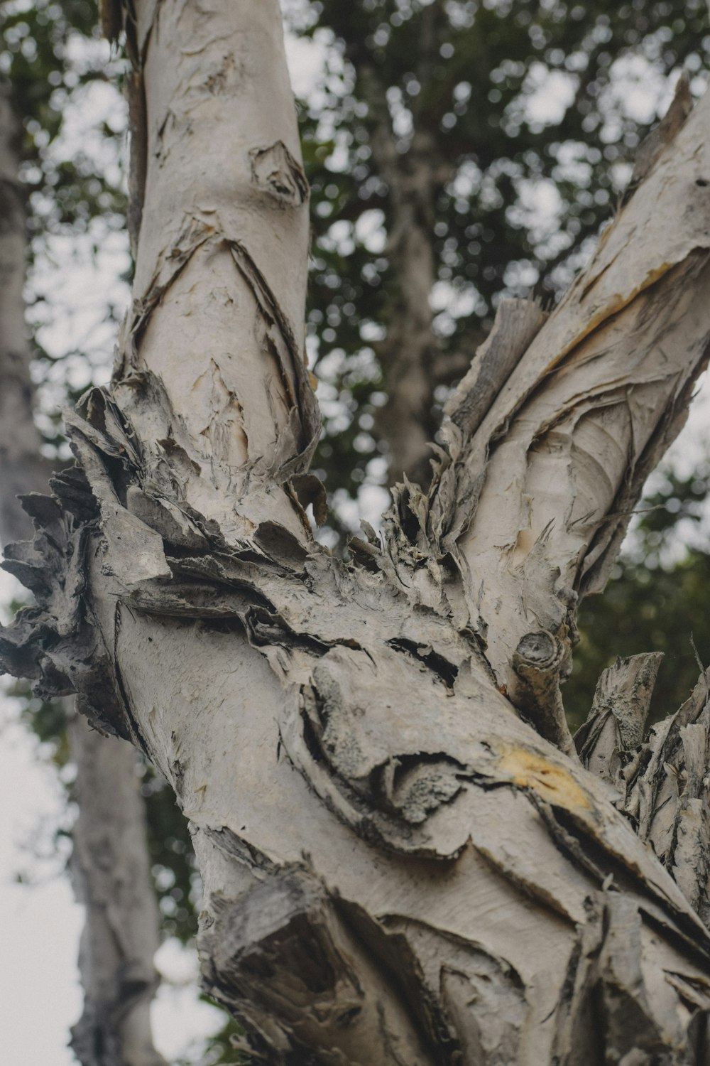 brown tree trunk with white snow