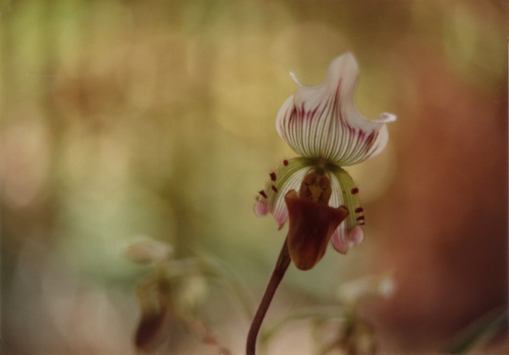 purple and white flower in tilt shift lens