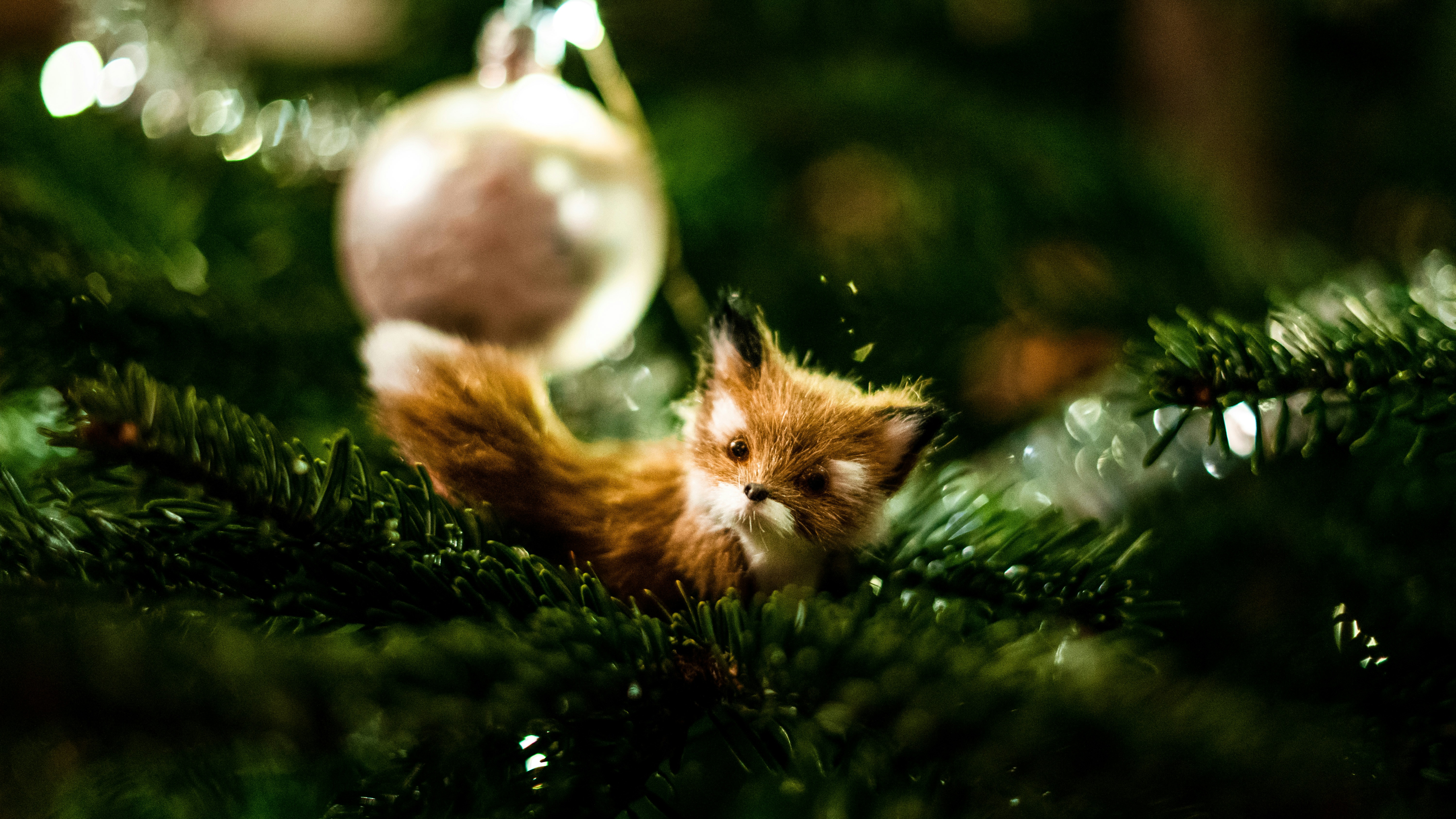 forest wallpaper aesthetic, wallpaper, Camping Memories: Best Ways to Document Your Trips 6