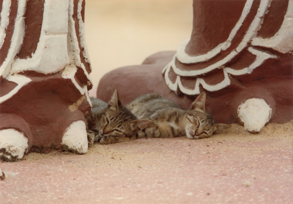 brown tabby cat lying on brown sand