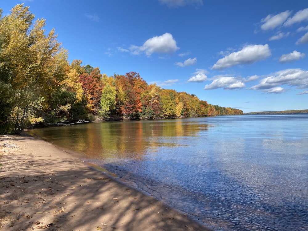 green and brown trees beside body of water under blue sky during daytime