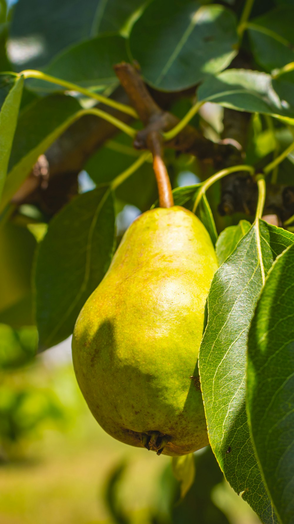 green fruit on tree branch