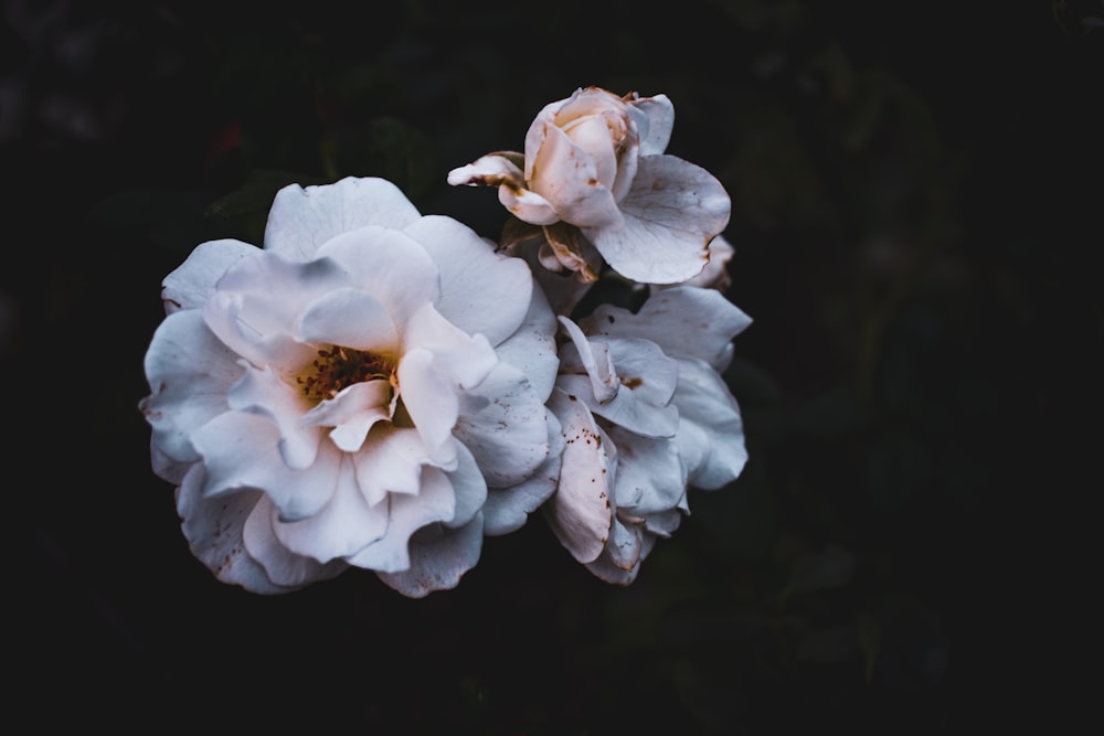 white flower in macro shot