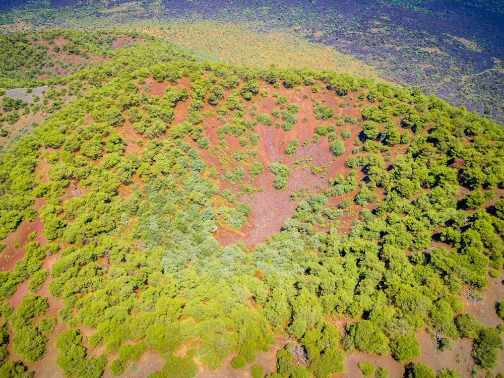 aerial view of green trees and blue sea during daytime