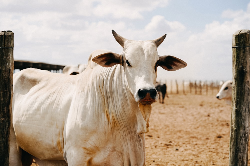 vache blanche sur un champ brun pendant la journée