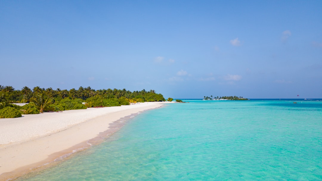 green trees on seashore during daytime