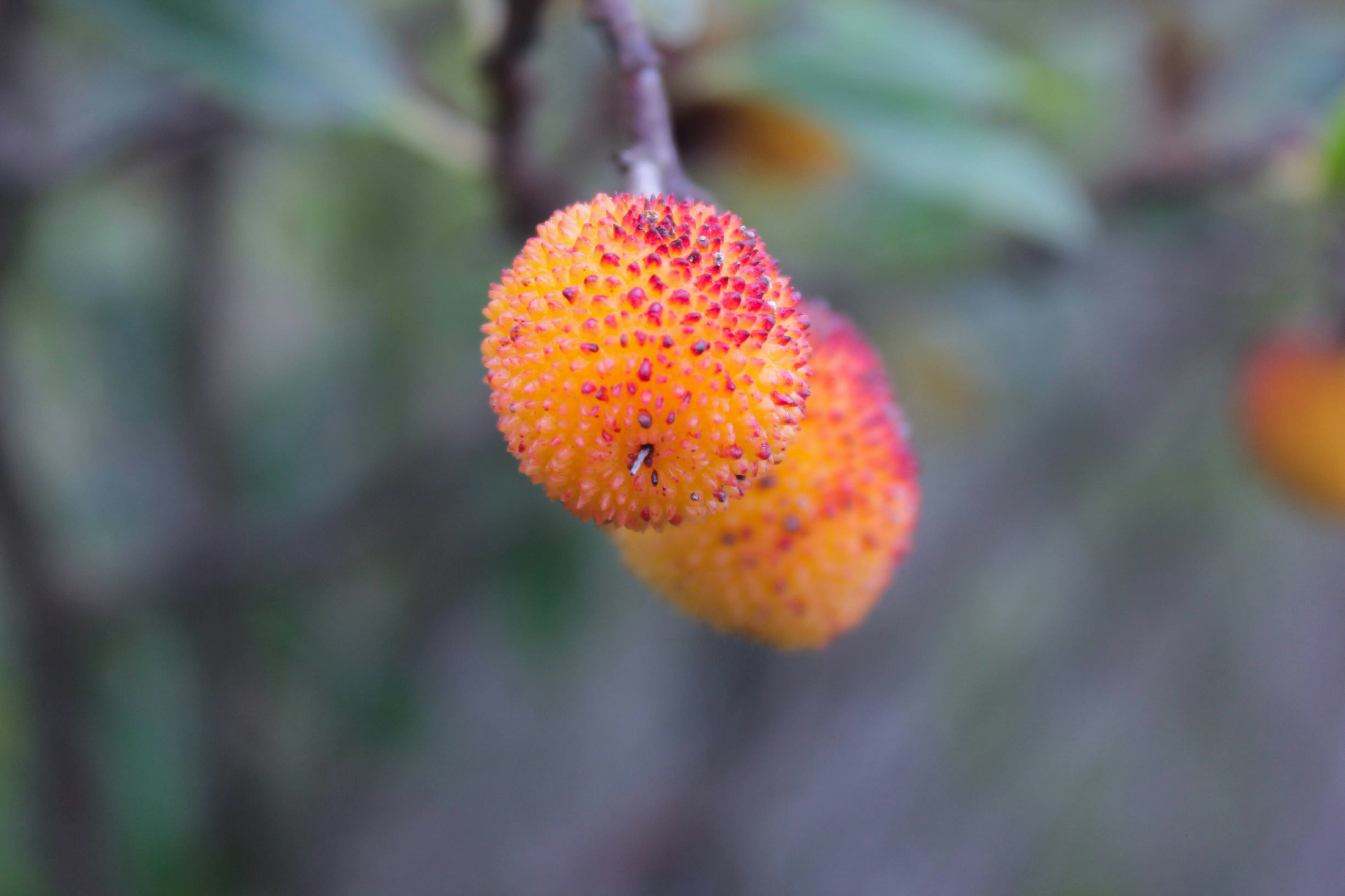 Buah Merah Oil