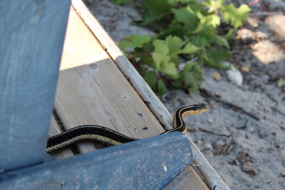 black snake on blue wooden plank