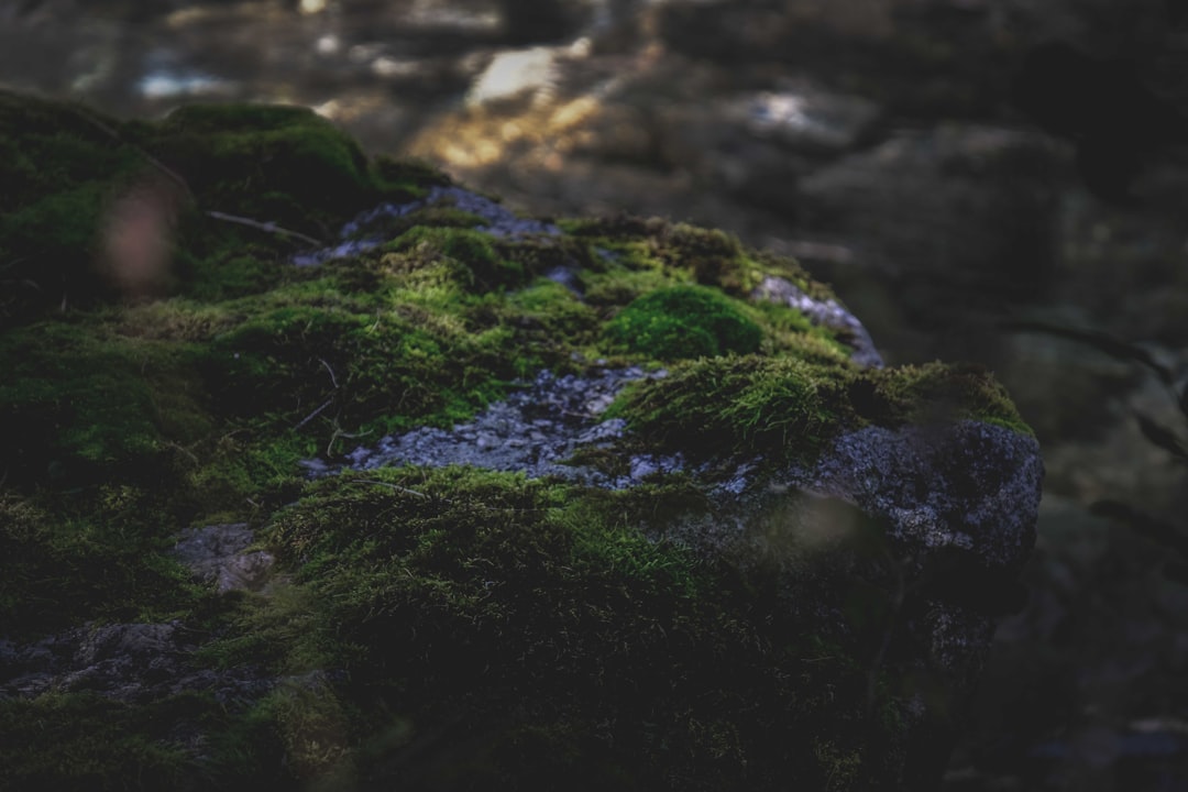 green moss on black rock