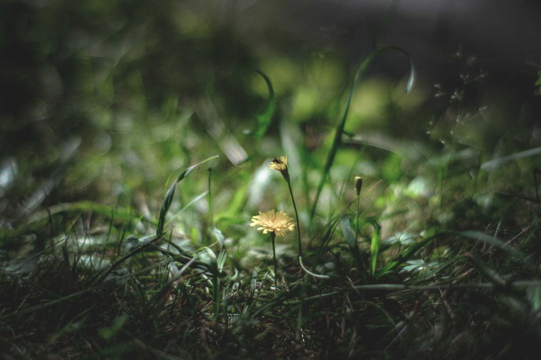 yellow flower on green grass