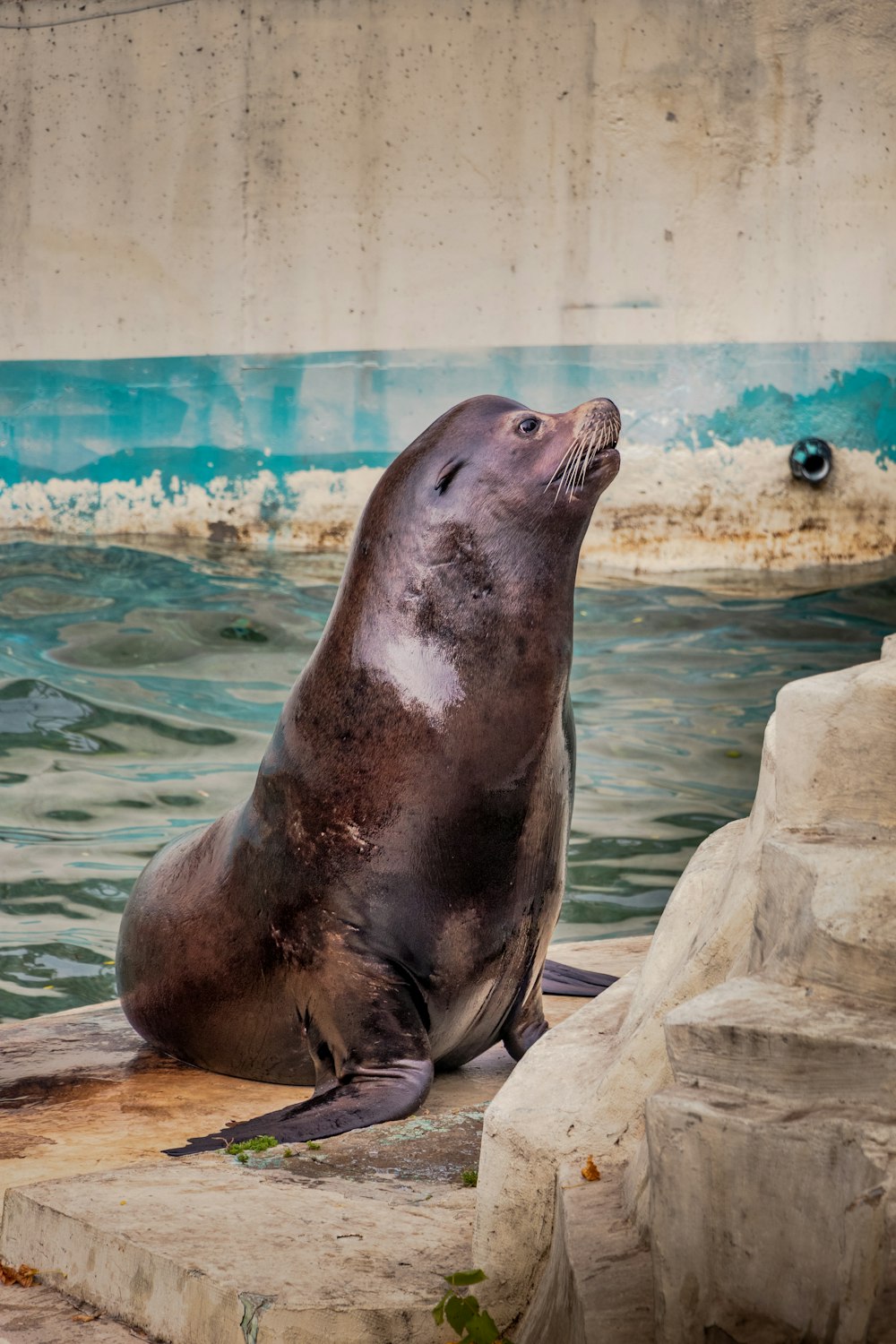 seal on gray rock near water