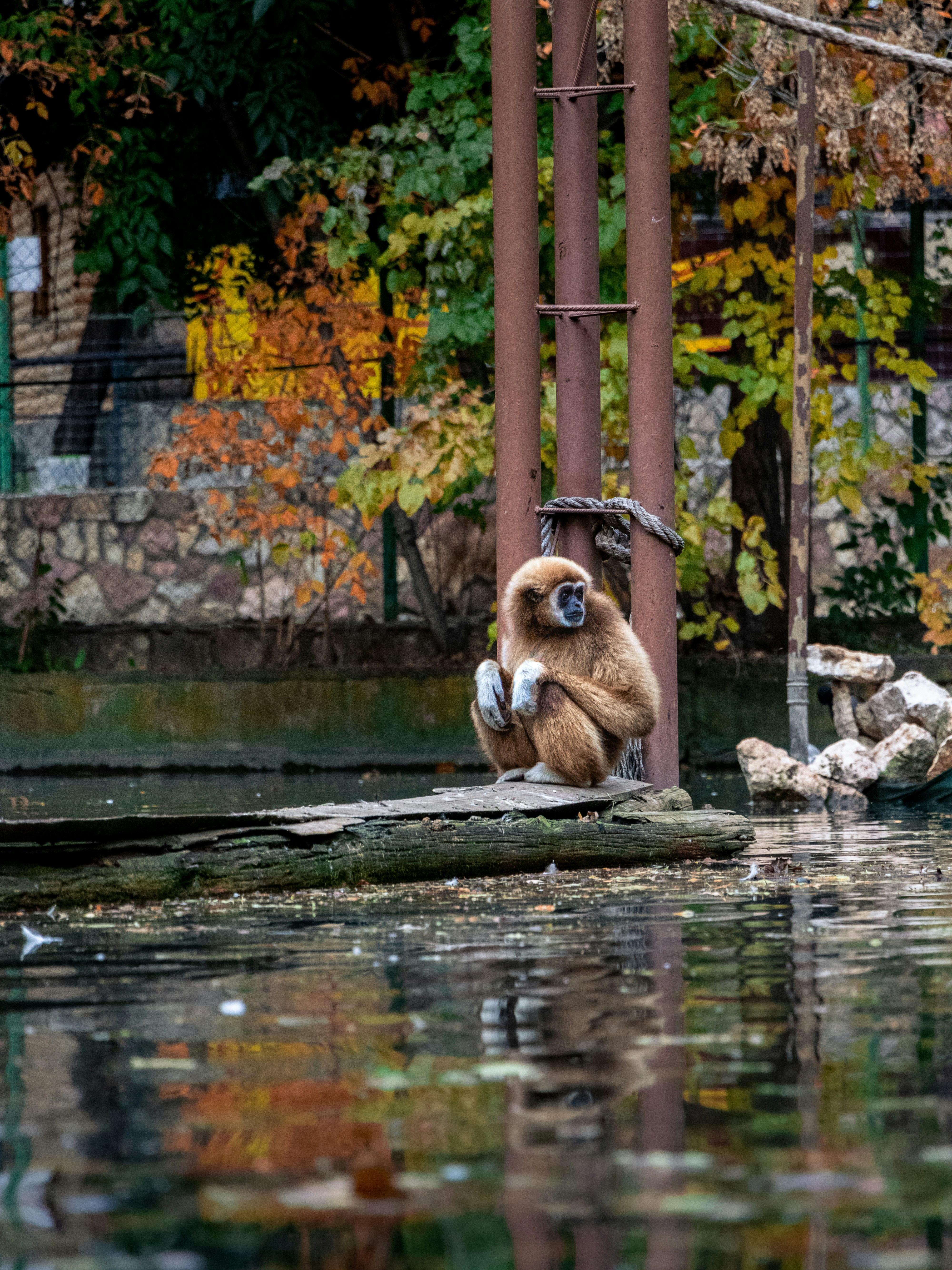 brown monkey sitting on rock near body of water during daytime