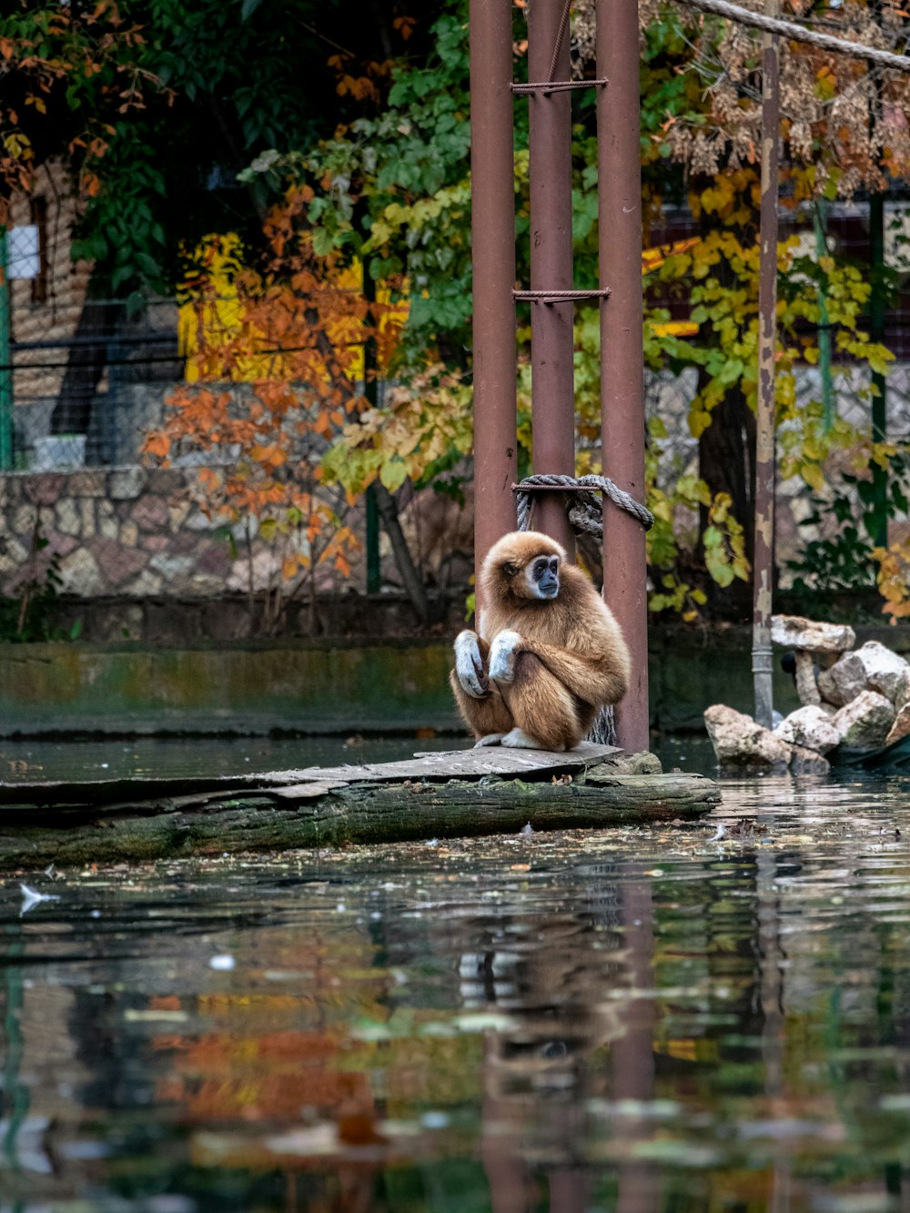 brown monkey sitting on rock near body of water during daytime