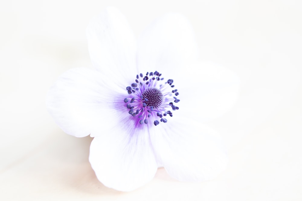 purple flower in close up photography