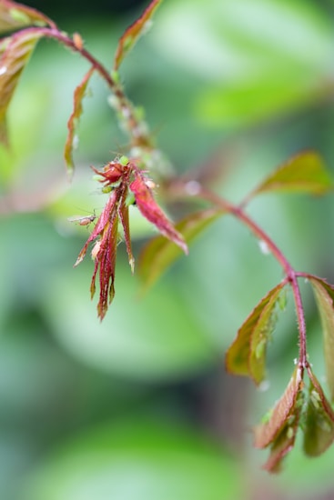 A close-up view of a plant with green leaves. Aphids are visible on the stems and leaves, which are tinged with shades of red and pink. The background is softly blurred, enhancing the focus on the infestation.
