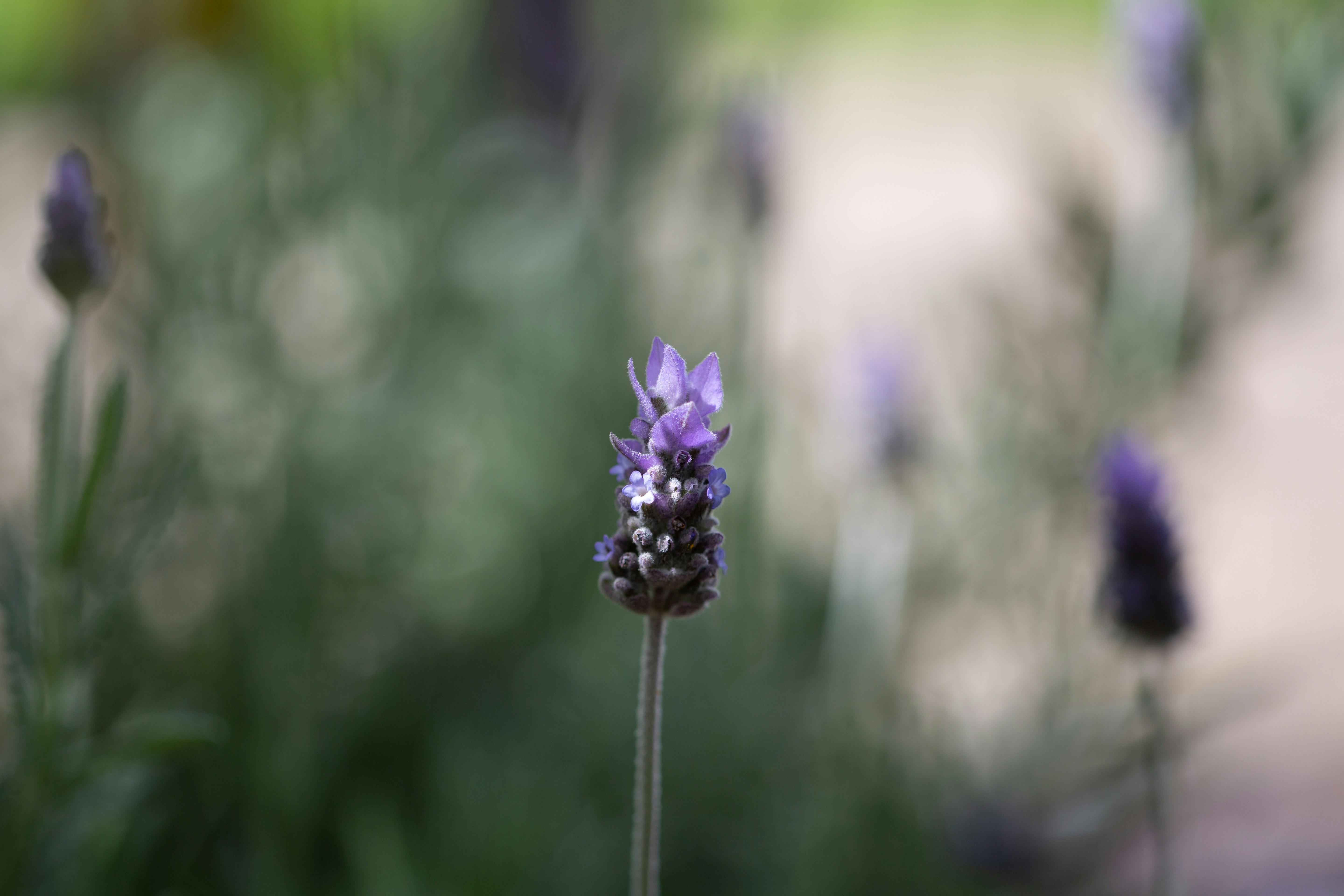 I don't know how we do it