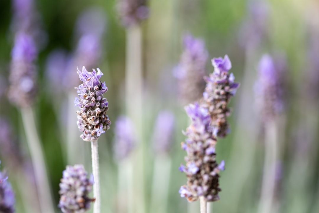 purple flower in tilt shift lens