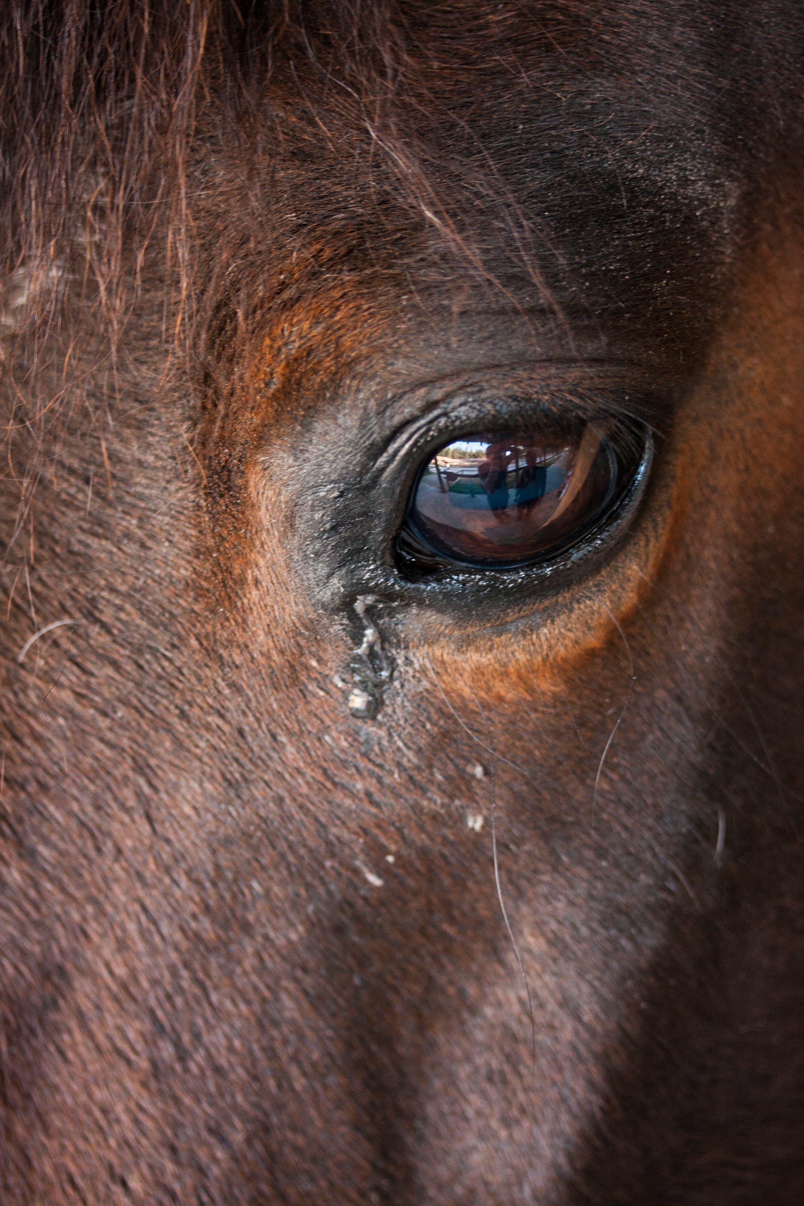 close up photo of brown horse eye
