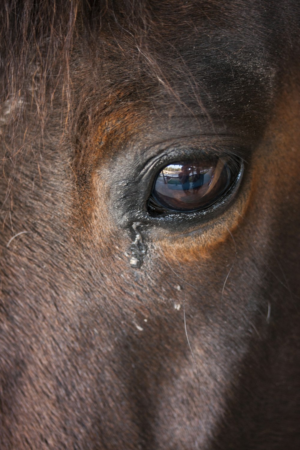 close up photo of brown horse eye