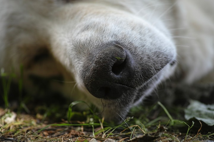 Mimi was a street dog that saved me