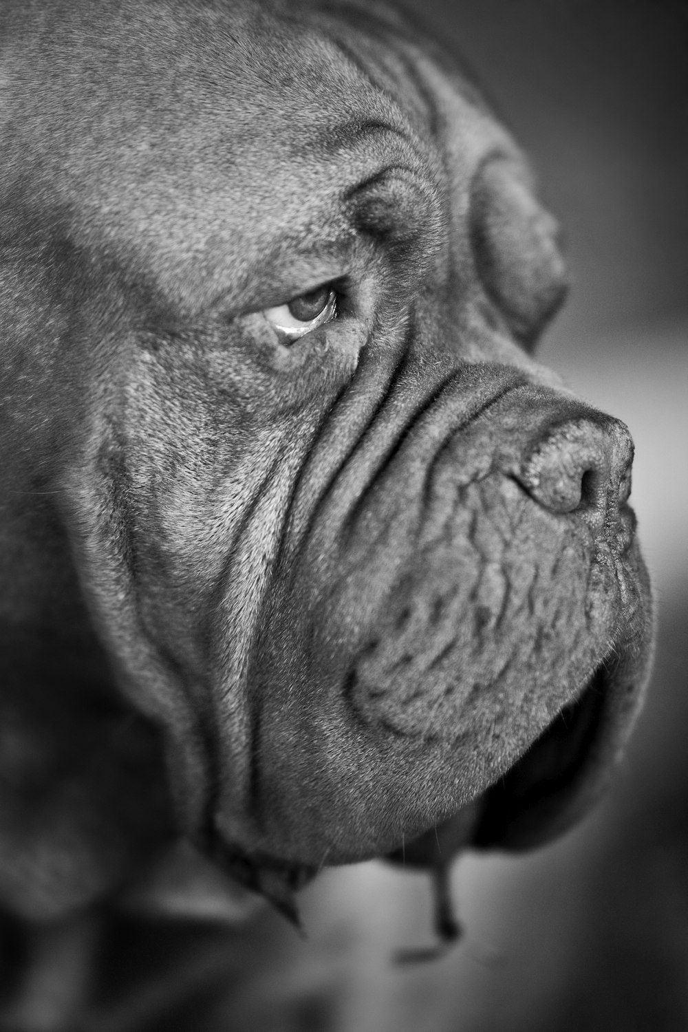 grayscale photo of short coated dog