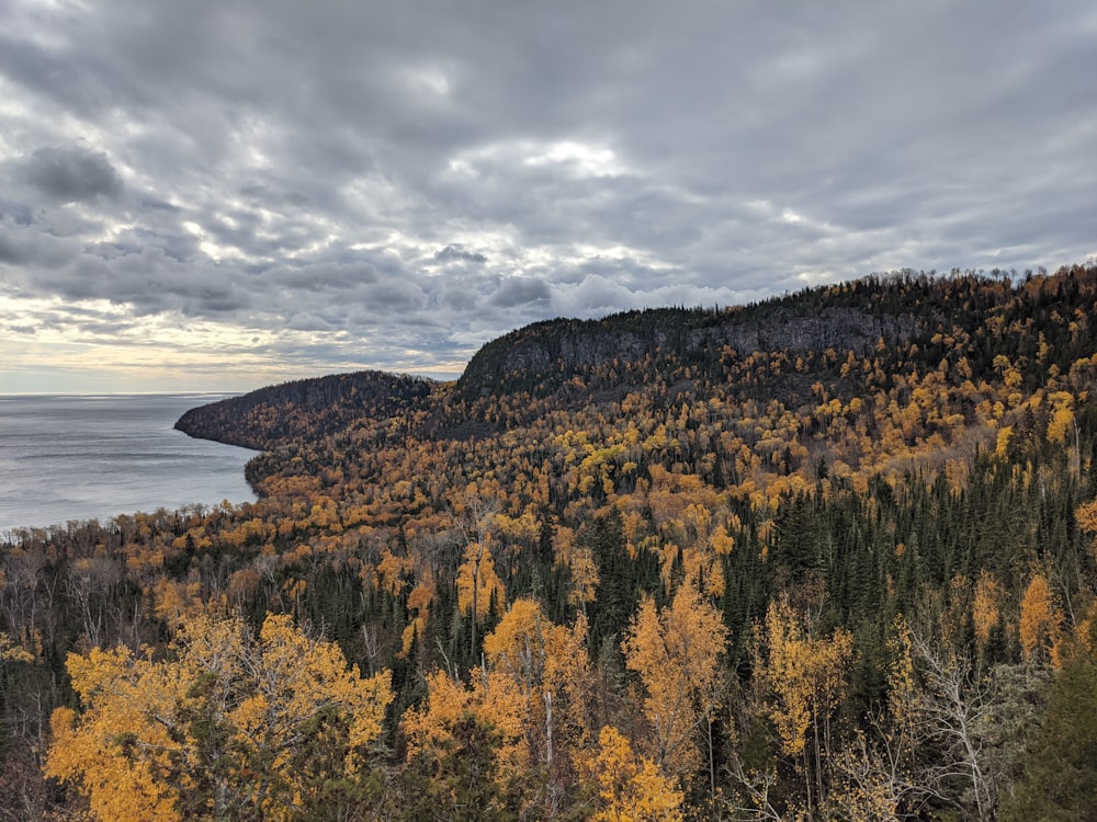 green and brown trees near body of water under cloudy sky during daytime