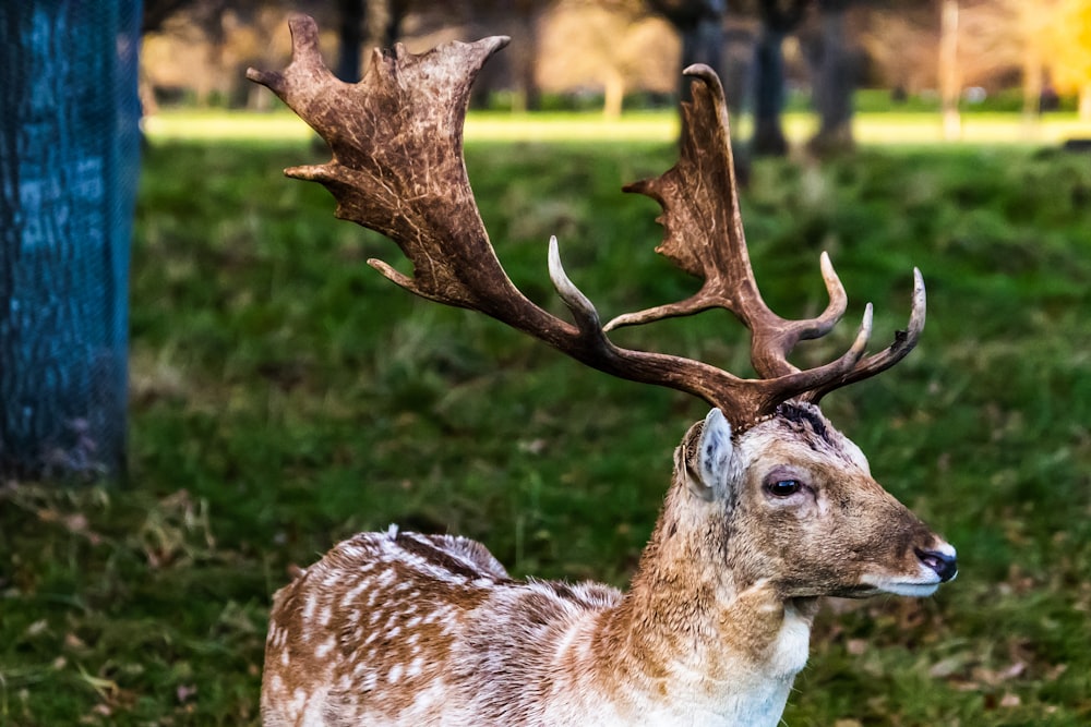 brown and white deer on green grass during daytime