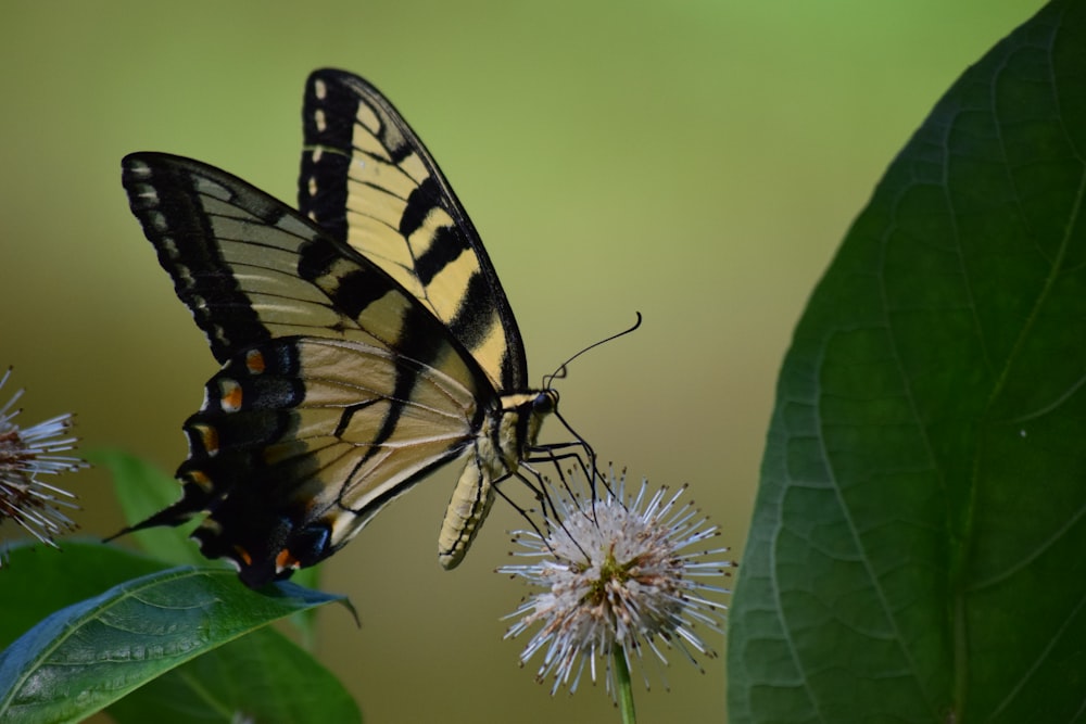 black and yellow butterfly on white flower